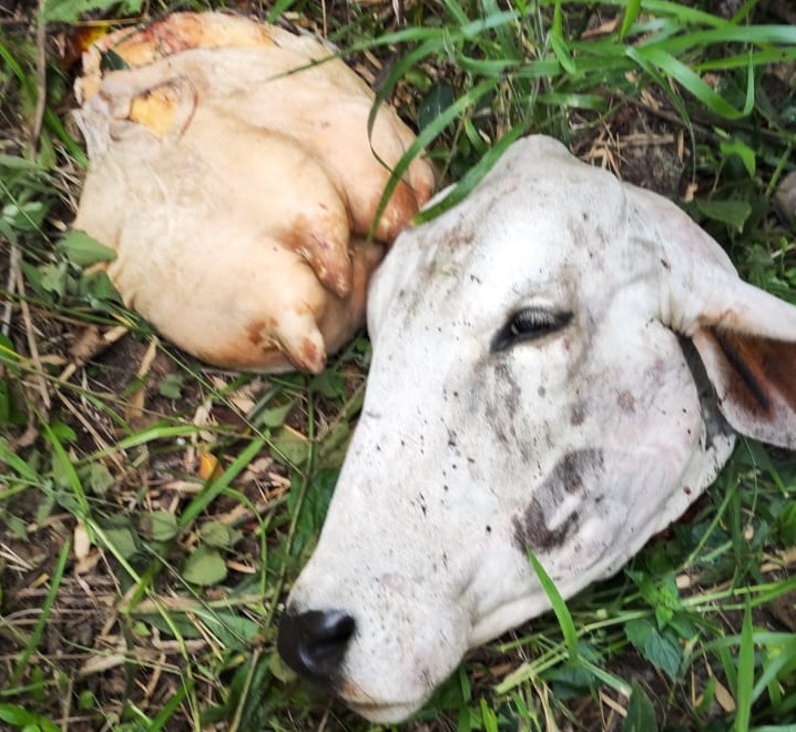 Na propriedade rural suspeito deixou cabe&ccedil;a e ubre da vaca abatida - Foto: WhatsApp/Jornal da Nova